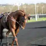 Inför V75 Solvalla: Moni Viking i comeback – läge att gardera? inför v75® moni viking i comeback – läge att gardera?
