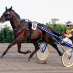 Inför V75 (jackpot): Ensam är stark inför v75® (jackpot) ensam är stark