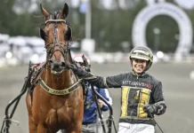 Inför V86 (jackpot): Sandras reklamhäst tillbaka inför v86 (jackpot) sandras reklamhäst tillbaka