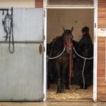 Många svenska hästar i farten på Vincennes på julafton joviality på grosbois 06776.jpg