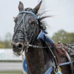 Inför V75: Inget under om Ett Under vinner STL-debuten inför v75® inget under om ett under vinner stl debuten