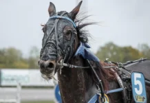 Inför V75: Inget under om Ett Under vinner STL-debuten inför v75® inget under om ett under vinner stl debuten
