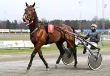 Inför V75: Angelica tror på spetsfavoriten inför v75 angelica tror på spetsfavoriten