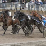 Inför V75 (dubbeljackpot): Crebas vässar och gasar inför v75® (dubbeljackpot) crebas vässar och gasar