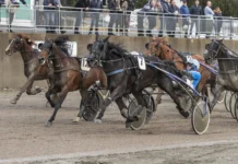 Inför V75 (dubbeljackpot): Crebas vässar och gasar inför v75® (dubbeljackpot) crebas vässar och gasar