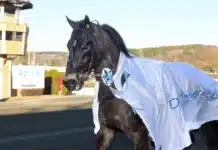Inför V86 (jackpot): Brageson blir att räkna med igen brageson segerdefilerar 1440x983 jpg