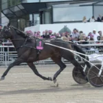 Inför V86: Elitloppsvinnaren Don Fanucci Zet gör comeback don fanucci zet 1440x929 jpg