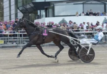 Inför V86: Elitloppsvinnaren Don Fanucci Zet gör comeback don fanucci zet 1440x929 jpg