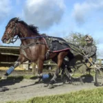 Idao de Tillard vässas på gräsbana idao de tillard pa rakbanan 3 1440x1104 jpg