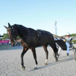 Inför V75 (jackpot): Önas Prince mot Elitloppet – ”En bra spik på lördag” onas prince efter kvallsjoggen 1440x945 jpg