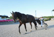 Inför V75 (jackpot): Önas Prince mot Elitloppet – ”En bra spik på lördag” onas prince efter kvallsjoggen 1440x945 jpg