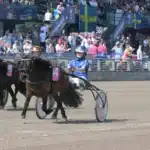 13-åriga Tindra i topp i Mini-Elitloppet euforia mal 1440x857 jpg