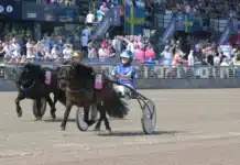 13-åriga Tindra i topp i Mini-Elitloppet euforia mal 1440x857 jpg