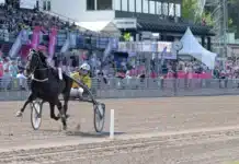 Temperaturen stiger! Fine Manners startade elitloppsfesten fine manners mal 1440x824 jpg