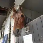 Inför V75/Elitloppet 2024: Äntligen får Horsy Dream visa upp sig i Elitloppet horsy dream i boxen pa grosbois 1440x952 jpg