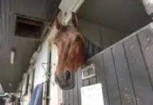 Inför V75/Elitloppet 2024: Äntligen får Horsy Dream visa upp sig i Elitloppet horsy dream i boxen pa grosbois 1440x952 jpg