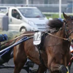 Idao de Tillard trea i genrepet inför Elitloppet idao de tillard mal33 1440x959 jpg