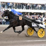 Inför Elitloppet 2024: Tredje gången gillt i Elitloppet för Önas Prince? onas prince mal 0 1440x938 jpg
