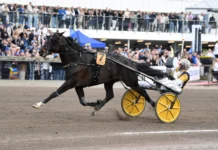 Inför Elitloppet 2024: Tredje gången gillt i Elitloppet för Önas Prince? onas prince mal 0 1440x938 jpg