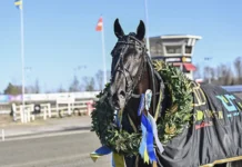 V75 Resultat Umåker: Wäjerstens stjärna klar för Elitloppet umaker 240511 borups victory daniel wajersten krans 1440x960 jpg