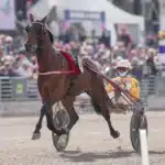 Inför V75 (dubbeljackpot): ”Denver Gio är ännu bättre än i Elitloppet” denver gio alessandro gocciadoro 01571 1440x919 jpg