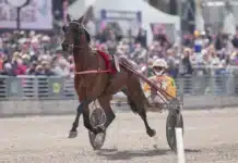 Inför V75 (dubbeljackpot): ”Denver Gio är ännu bättre än i Elitloppet” denver gio alessandro gocciadoro 01571 1440x919 jpg