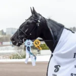 Inför V75 (tisdag): Räkna med ”Borre” i Åbergs borups victory med segerrosetter 1440x984 jpg