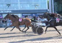 Inför V75 (söndag): Gundersen har luringen: ”Räknas som en stor outsider” devilish hill mal 1440x884 jpg