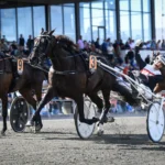 Hästarna som slåss om en plats i Stochampionatet joy sisu mal 5210 1440x888 jpg