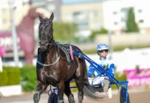 Drömmöte med drömjackpot i Sundsvall Open Trot borups victory daniel wajersten 07584 1440x960 jpg