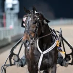Inför V75 (jackpot): ”Vore fantastiskt att få segerdefilera inför hemmapubliken” edelweiss efter segern 1440x951 jpg