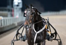Inför V75 (jackpot): ”Vore fantastiskt att få segerdefilera inför hemmapubliken” edelweiss efter segern 1440x951 jpg