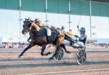 Inför V75 (jackpot): Jerry tror Far Wise As kan gå mycket långt far wise as malgang 1440x960 jpg