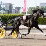 Önas Prince sjuk – missar Åby World Grand Prix onas sjuk