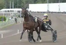 Inför V75 (lördag): ”San Moteur ser magiskt bra ut” san moteur 2 1440x1032 jpg
