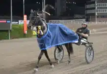 Inför V75 Eskilstuna: Viktor hoppas på ny seger med reklamhästen urbina southwind segerdefilerar 1440x1030 jpg