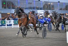 Inför V75 SOLVALLA: Törnqvist har siktat mot Breeders’ med stallstjärnan bicc s tobee mal 507 1440x877 jpg