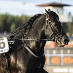 Inför V75 Romme: ”Baias är på väg in i eliten” baias heat huvud 1440x960 jpg