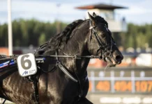 Inför V75 Romme: ”Baias är på väg in i eliten” baias heat huvud 1440x960 jpg