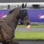 Hästarna som gör upp i styrkeprovet Prix de Paris hussard du landret varmning4 1440x959 jpg