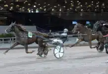 Inför V75 SOLVALLA: Fortsätter framgångarna för Salmelas segerstaplare? staro royal mark mal 1440x848 jpg