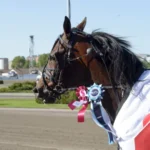 Inför V75 Romme (multijackpot): Hemmahästen välter tyngsta lasset? heartbeat thunder med segerrosetter 720x479 jpg