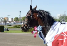 Inför V75 Romme (multijackpot): Hemmahästen välter tyngsta lasset? heartbeat thunder med segerrosetter 720x479 jpg