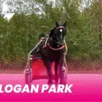 Formbesked från Logan Park inför Elitloppet logan park 1920x1080 1 1440x810 png
