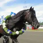 Inför V75 Gävle (skärtorsdag): Månlykke A.M. mot toppformen: ”Förbättrad med loppet” manlykke a.m segerkrans 720x549 jpg