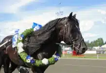 Inför V75 Gävle (skärtorsdag): Månlykke A.M. mot toppformen: ”Förbättrad med loppet” manlykke a.m segerkrans 720x549 jpg