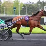 Italiensk joker klar för Elitloppet cobra killer gar gf 1440x962 jpg