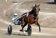 Francesco Zet fick en urblåsare inför Elitloppet – nytt banrekord i Rättvik francesco zet heat 2 1440x955 jpg