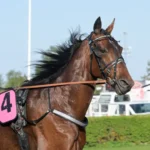 Inför V86: Utmanar om elitloppsbiljetten staro mack crowe 2 720x540 jpg