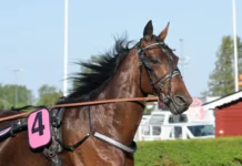 Inför V86: Utmanar om elitloppsbiljetten staro mack crowe 2 720x540 jpg